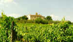 Vineyards